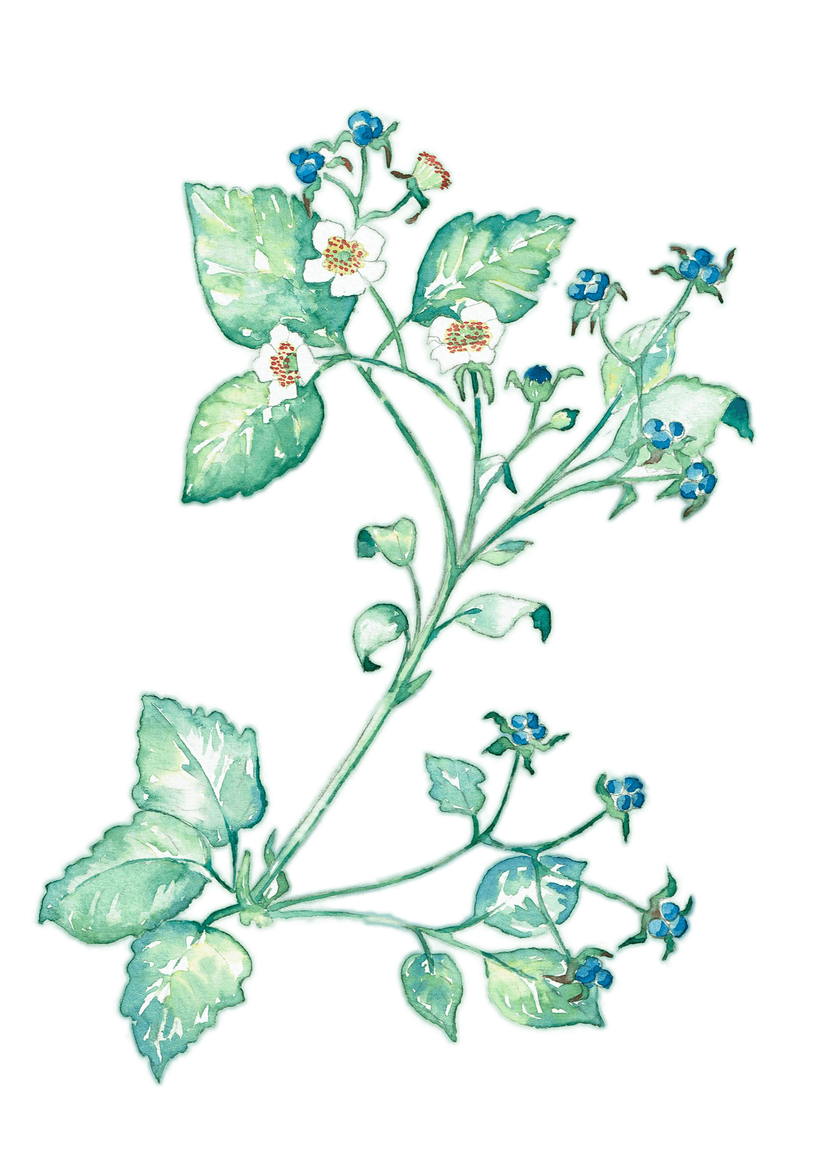 Decoratieve aquarel illustratie